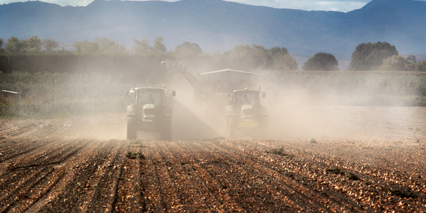 Under a gusty wind, a paddock of onions is harvested in Farndon Road near Clive. Photo / Warren Buckland, Hawke's Bay Today