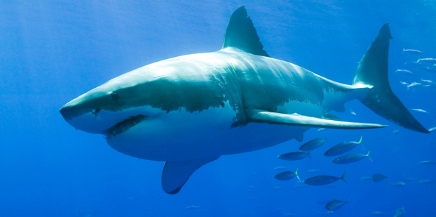Only about five shark types - of four dozen species - are considered dangerous to people. Photo / Thinkstock