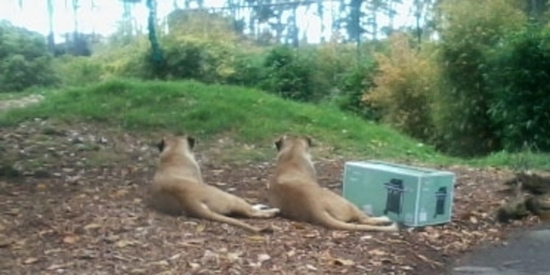 Nick Oliver was at the zoo and noticed a new barbecue box in the lion enclosure. "Perhaps the cats are having their steak medium rare these days?" he says.