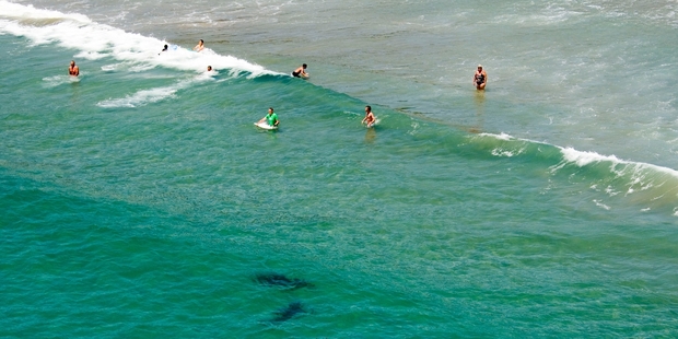 Swimmers at Matarangi Beach are oblivious to the sharks just metres away. Photo / Paul Estcourt