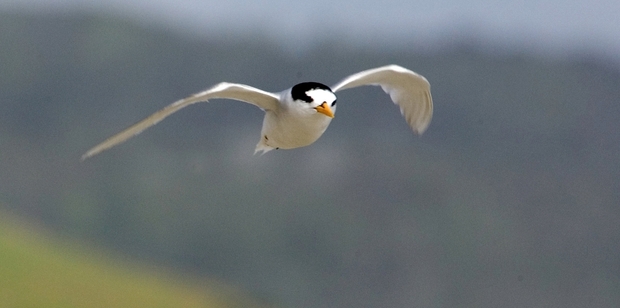 The nesting spots of fairy terns are also some of NZ's busiest holiday destinations. Photo / Paul Estcourt