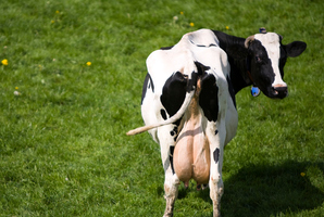 'It was just one of those things,' said the wife of the farmer who was sat on by a cow. Photo / Thinkstock