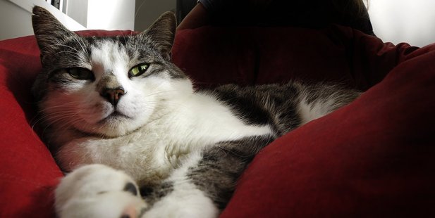 Dexter the cat was given flea treatment intended for a dog and nearly died. Photo / George Novak