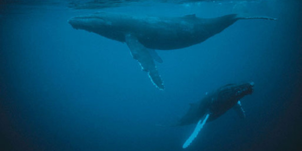 Poaching in the Southern Whale Sanctuary, or in New Zealand territorial waters - as the Sea Shepherd ships have found the Japanese whaling fleet doing - breaches these obligations. Photo / Thinkstock