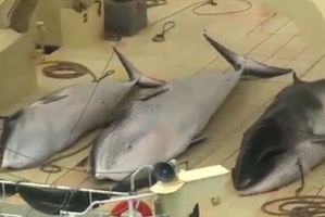 Sea Shepherd Conservation Society anti-whaling ship Steve Irwin. Photo / File / Chris Ormond