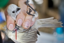 A white head has a blood sample taken as part of its check before being tagged. Photo / Greg Bowker