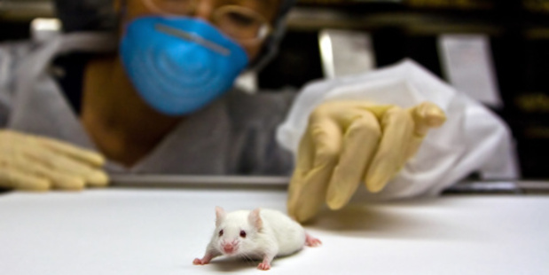 What are your thoughts on animal testing? Photo / Thinkstock