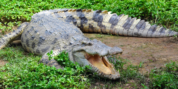 Photo / Thinkstock