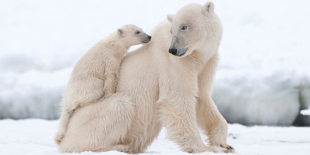 Polar bears could hold the key to the obesity crisis in their genes, new research suggests.
Photo / Thinkstock