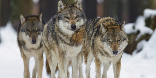 Defonseca told the supposedly true tale of a Jewish girl who was cared for by a pack of wolves and killed a Nazi soldier during World War II. Photo / Thinkstock