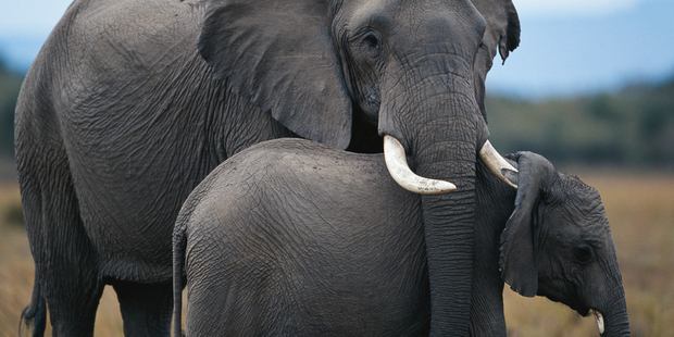 A new petition seeks to expose New Zealand's role in elephant ivory trading. Photo / Getty Images