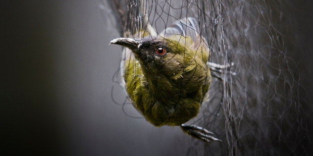 A New Zealand bellbird is caught as bycatch in a net during the conservation project on Little Barrier. Photo / Greg Bowker