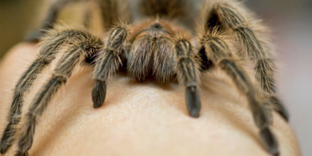 A fear of spiders is one of the most common phobias.
Photo / Thinkstock