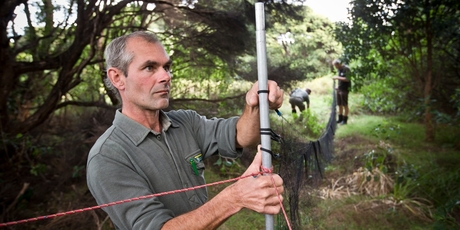 DoC ranger Richard Walle helps erect a net for whiteheads and saddlebacks. Photo / Greg Bowker