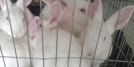 White Labrotary Rabbits. Photo / Thinkstock