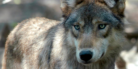 В Хомутовском районе волки уничтожили семью козлов