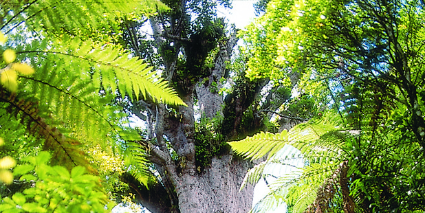Budget includes boost to measures to protect the threatened kauri.