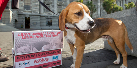 Benji the beagle, one of several dogs rescued from animal testing laboratories, gathered at Parliament to hand over their 37,000 strong petition, Wellington. Photo / NZH