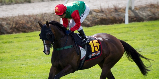 Bellazeel, ridden by Noel Harris, was sired by Zabeel. Photo / Sarah Ivey