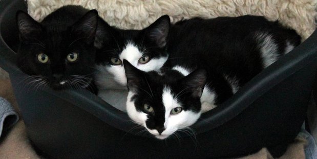 SPCA Auckland has no more room for cats and kittens.