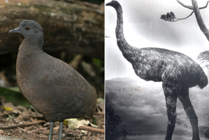The South American tinamous, and the extinct NZ moa. Photos / Thinkstock, File