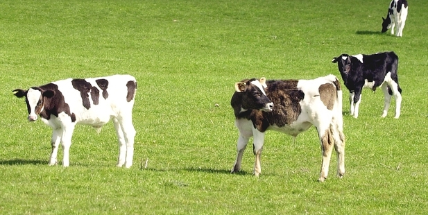 The switch from grain-based feed to fibre has resulted in an easier transition to grazing for the young cattle. Photo / File