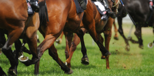Allez Eagle is on his way to Sydney after winning at Te Rapa on Saturday. Photo / Thinkstock