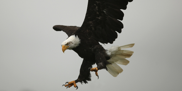 American bald eagles died during a bait attack on rodents on an island in Alaska. Photo / Getty Images