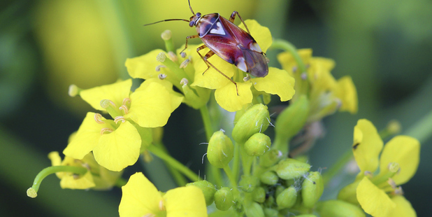 The white mustard plants yields tiny seeds that are used whole in pickling, toasted in cooking, or ground with other ingredients into a condiment eaten cold meats. Photo / Thinkstock