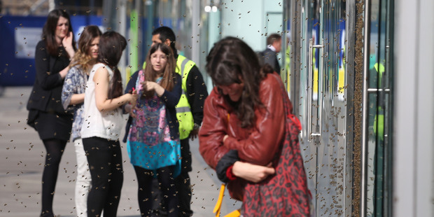A woman huddles up as she walks past a swarm of about 5,000 honeybees that have been attracted to a discount sign on the window of a shop in central London. Photo / AP / PA / Philip Toscano