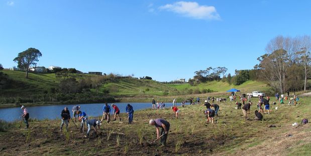 Planting day at the Athenree Wetlands was a great success thanks to the many people who planted the native flaxes and plants around the developing wetland.