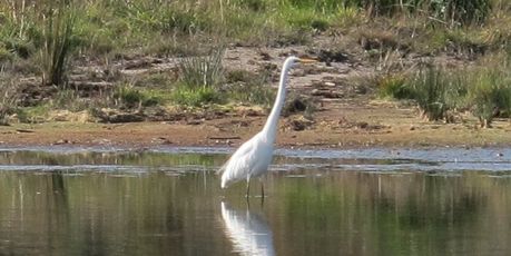 A welcome visitor to the Athenree Wetlands was this White Heron or Kotuku which stalked gently through the water watching the volunteers planting the nearby banks.