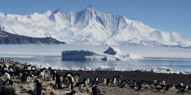 Adelie Penguins on Antarctica's Cape Hallett. Photo / Phil Lyver