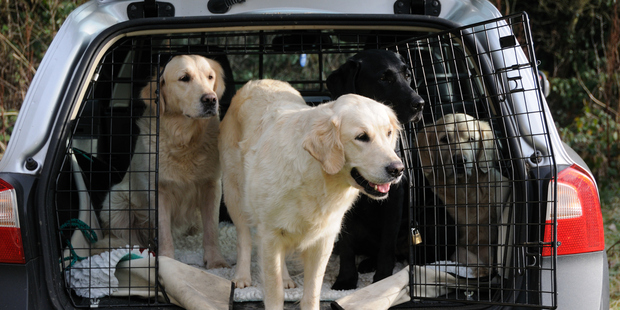 Animals need to be secured in a safe environment every time they travel with you, in whatever part of the car or SUV they are located.