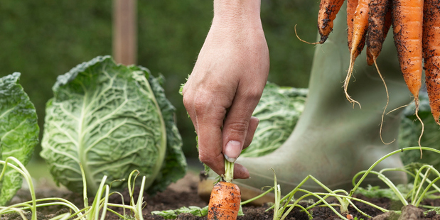 Spend your spare time in the vege garden.