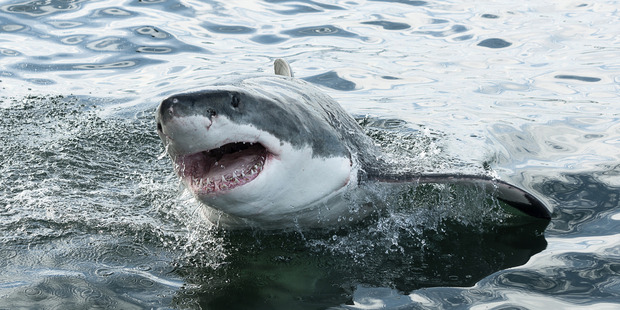 Great white shark. Photo / Thinkstock.