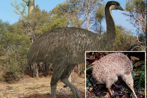Meet the kiwi's newfound cousin - the giant elephant bird. Photo / Brian Choo