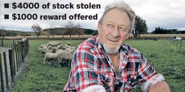 TARGETED: SwampRd farmer Lester Colvin is offering a private reward to help catch rustlers, who have cost him nearly $4000 so far this year.