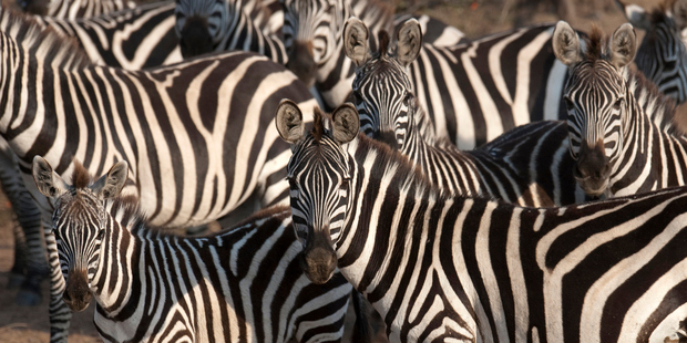 The zebra odyssey encompasses a roundtrip journey of 500 kilometers (300 miles), starting in floodplains near the Namibia-Botswana border at the beginning of the wet season. Photo / Thinkstock