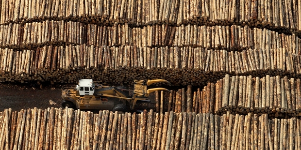 New Zealand log exporters have made inroads into China, but the market is easing now.Photo/File