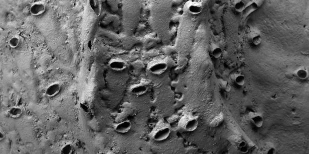 Protulophila is a tiny marine animal that forms a network of minuscule holes in the tubes of marine worms.