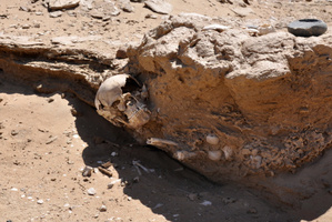 Students in Chile on an archeological dig found - exactly what they were looking for. Photo / file