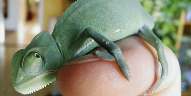 One woman's hat was actually a live chameleon. Photo / Thinkstock