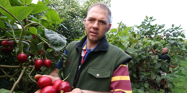 Maungatapere horticulturist and chairman of the NZ Tamarillo Growers Association Craig Watson is hoping a predicted frost overnight will not affect his crop, which is currently being harvested. Photo/John Stone