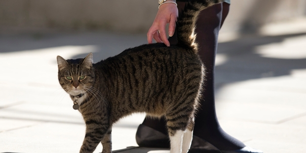 Missing moggy Freya was found late at night by a charity worker who had spent her morning trying to find accommodation for 24 homeless people. Photo / AP
