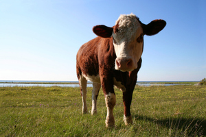 File photo / Thinkstock
