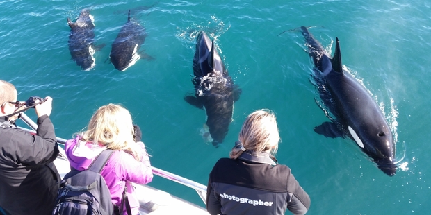 Passengers on a Hole in the Rock cruise yesterday were joined by a pod of orca, including this large male and two young. The third orca from the left is munching on a stingray. Photo/Lawrence Hamilton