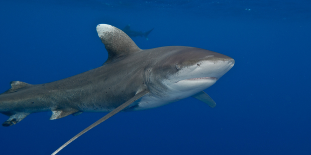 The oceanic whitetip shark was once one of the most plentiful predators on Earth and now is rarely seen. Photo / Terry Goss Photography USA/Marine Photobank/AP