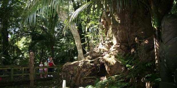 Taketakerau, the 2000-year-old 'burial' tree in Hukutaia Domain.
