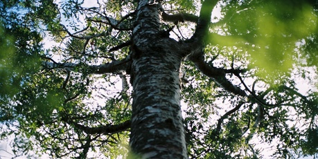 Big Kauri. Photo / Cleo Barnett.